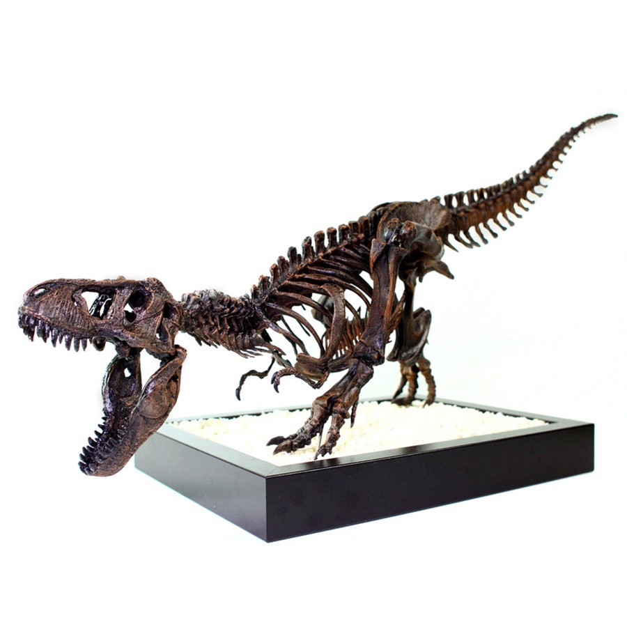 T-Rex Skeleton